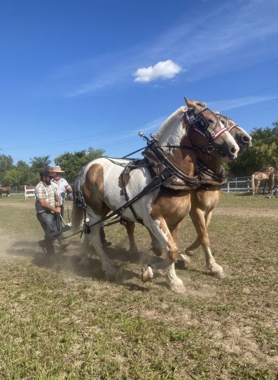 Draft horse pull