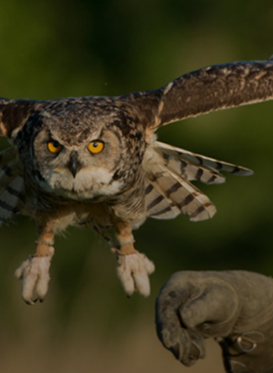 Birds of prey