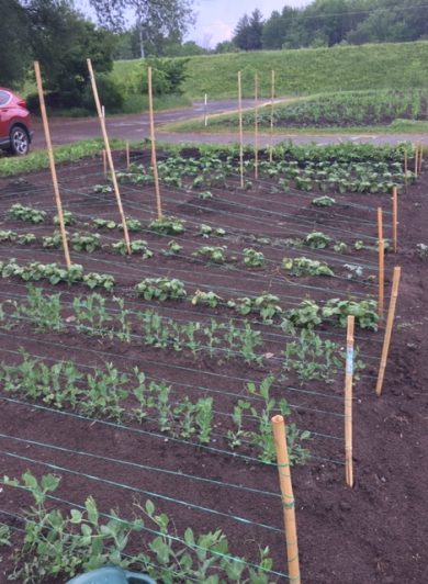 Sprouting plants