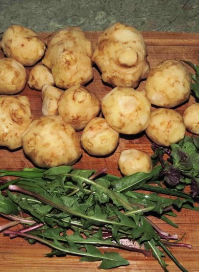Bountiful harvest