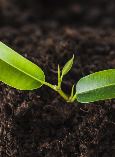 Seed to plant